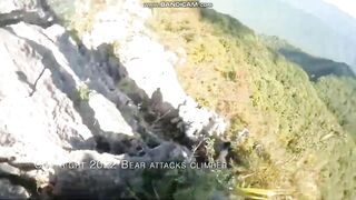 Bear Attacks Climber On Steep Cliffs Of Shokin
