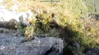 Bear Attacks Climber On Steep Cliffs Of Shokin