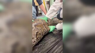The Alligator's Top 5 Inches Are Pulled Out Of A 18-inch Python In Florida.