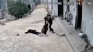 Old Man Hit In The Head With Stick