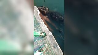 Giant Crocodile Attacks And Kills Humans In Mexico (New Angle)