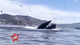 California Humpback Whale Tries To Eat Two Kayakers