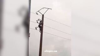 Idiot Climbs Telephone Pole To Catch A Pigeon 