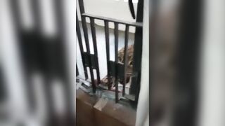 Leopard Breaks Into Court And Hurts Her