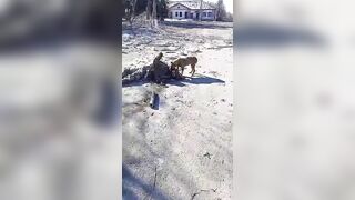 A Dog Eats The Face Of A Murdered Ukrainian Nazi» Uncensor