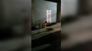 A Canine On The Streets Of Brazil With A Human Head In Its Teeth.
