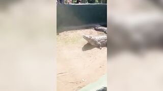Shocking Video Shows 16ft Monster Crocodile Attacking Zookee