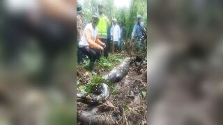 22-foot Python Swallows Grandmother In Indonesian Jungle