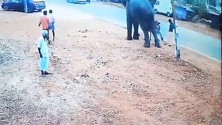 Indian Elephant Tramples Mahout After Being Angered