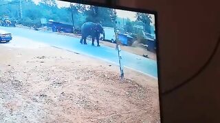 Indian Elephant Tramples Mahout After Being Angered