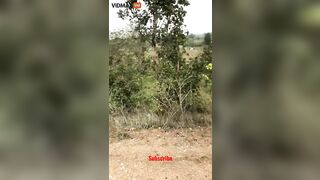 Everyone Saw A Flying Deer Here We Go – Video – VidMax.