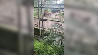 A Lion Bites A Man's Arm And Almost Tears Him To Pieces And Eats Him