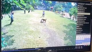 Not Once, Not Twice, 16 Bites! Fatal Dog Attack Hunts Kat