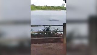 Swimmer Attacked By Giant Crocodile While Swimming In Brazil