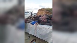Bodies Piled Up Like Food At Tribal Barbecue Party After Mass