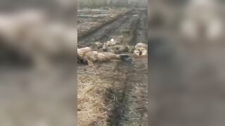 Corpses Of Ukrainian Soldiers Are Everywhere.