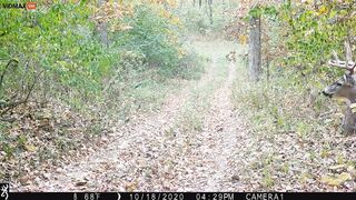 A Deer Appears On TrailCam Missing Half Of Its Back