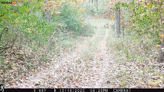 A Deer Appears On TrailCam Missing Half Of Its Back