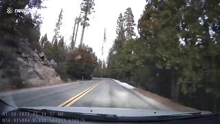 A California Couple Survived After Their Car Was Crushed By A 60-meter-high Tree