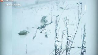 Russian Plane Crash Kills All 71 On Board