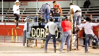 bull was extremely cruel to his victim