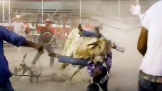 bull was extremely cruel to his victim