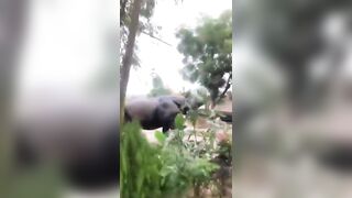rhino attack 