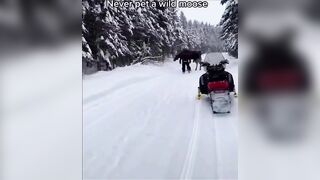to pet a wild moose
