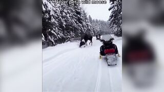 to pet a wild moose