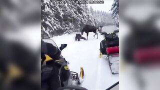 to pet a wild moose
