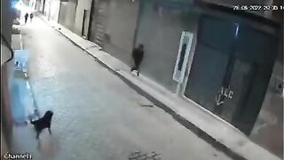 trying to kick a dog