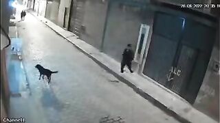 trying to kick a dog