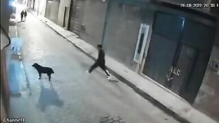 trying to kick a dog