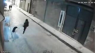 trying to kick a dog