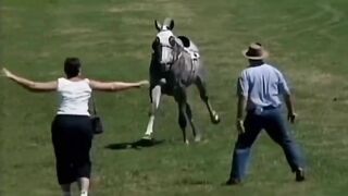 Run Over By Horse