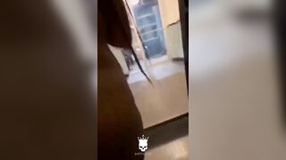Lmao...girl Gets Beaten And Forced To Walk Out Butt Naked