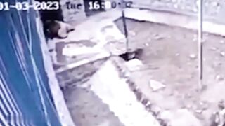 A Bear At A Zoo Killed A Worker Who Was Feeding It. Andijan