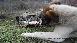 A Dog Gnaws On A Rotting Human Body 