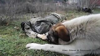 A Dog Gnaws On A Rotting Human Body 