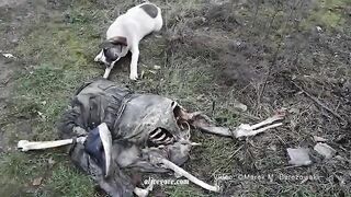 A Dog Gnaws On A Rotting Human Body 