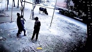 A Very Wild Bull 