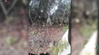 Alachua County Deputy Breaks Up Fight Between Eagle And Snake