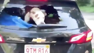 Antifa And His Dog Insi Attack Man's Car