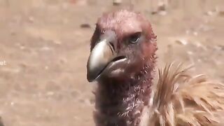 Nepal Vulture Eats Carcass