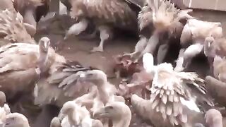 Nepal Vulture Eats Carcass