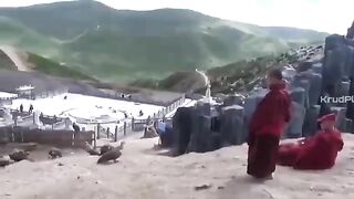 Nepal Vulture Eats Carcass