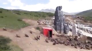 Nepal Vulture Eats Carcass