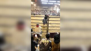 Bulls Painfully Demonstrate Equality For Female Wranglers - Vi