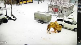 Camel Beats Guard To Death At Omsk River Hunting Base