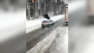 Car Hits Moose On Road, Throws It Into The Air And Gets Up